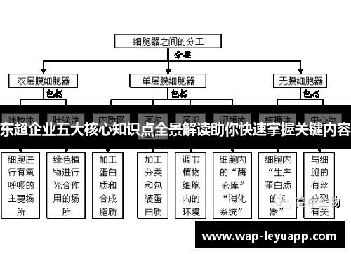 东超企业五大核心知识点全景解读助你快速掌握关键内容 东超企业五大核心知识点全景解读助你快速掌握关键内容